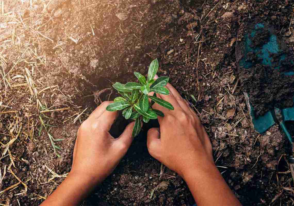 CRA-CE convida a comunidade para uma ação de reflorestamento no Parque do Cocó