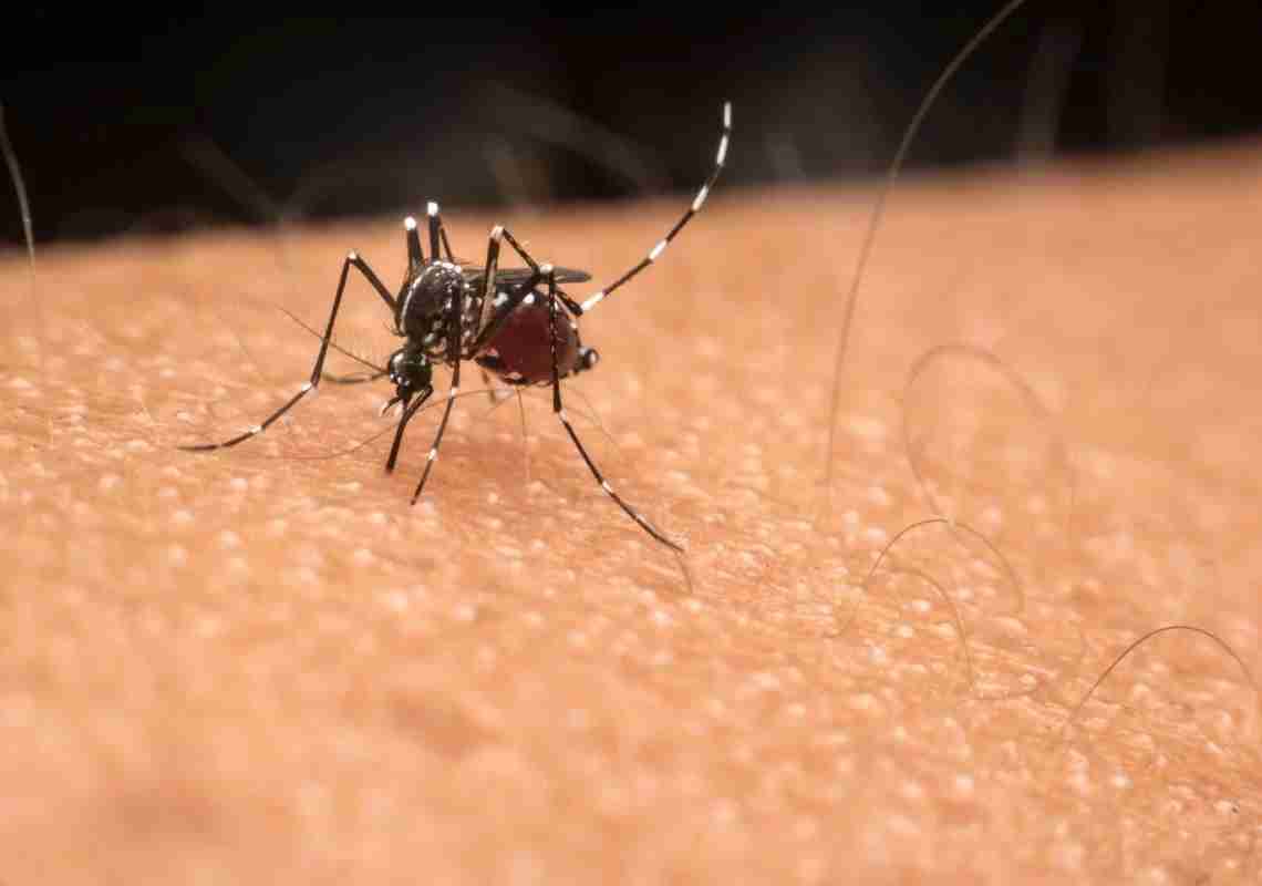 Ceará não receberá doses da vacina contra dengue fornecidas pelo Ministério da Saúde