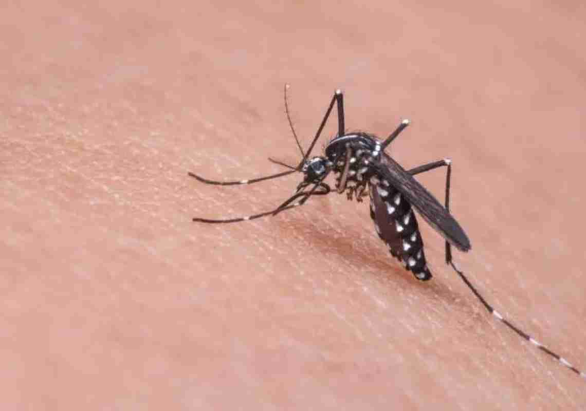Dengue: Brasil registra mais de 650 mil casos e 438 óbitos em análise