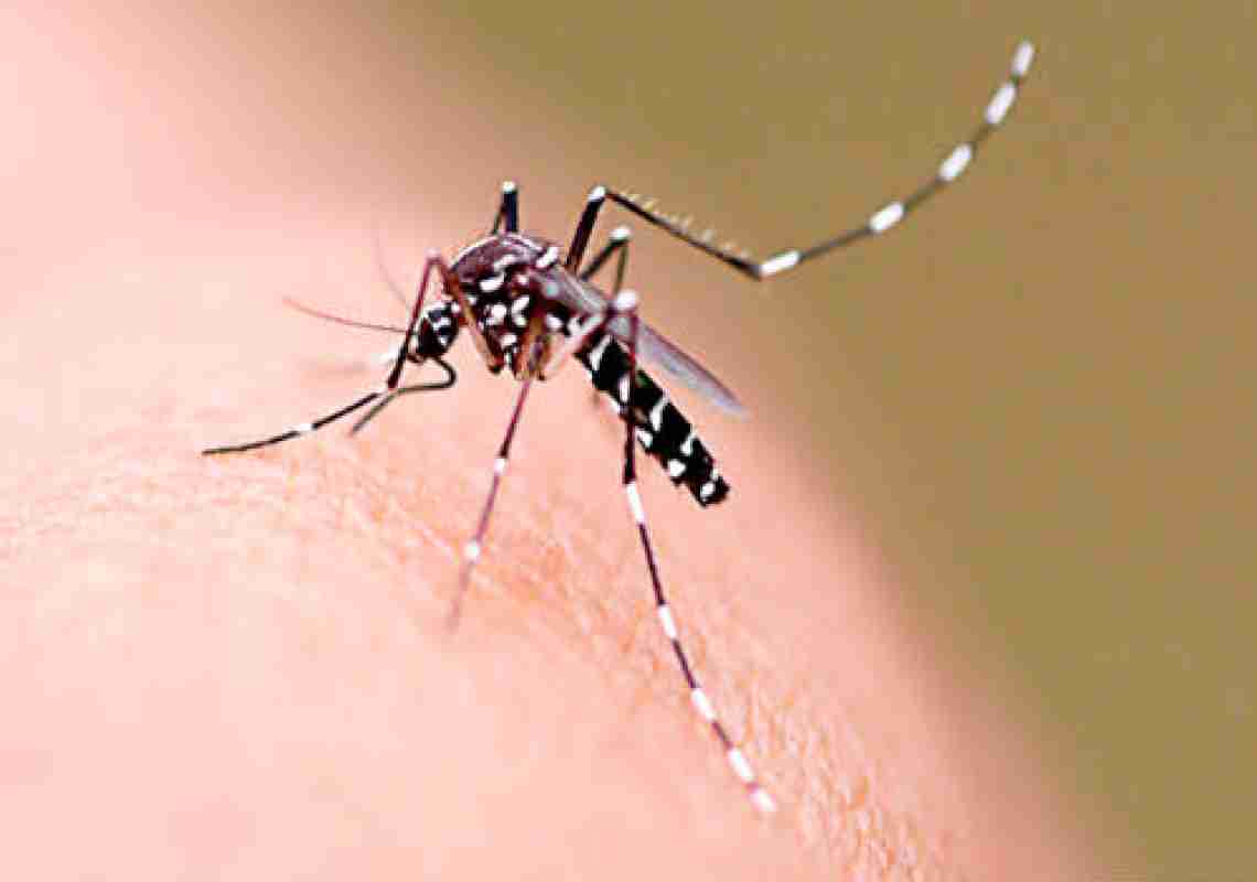 Ceará intensifica combate ao Aedes aegypti com campanha nacional de prevenção