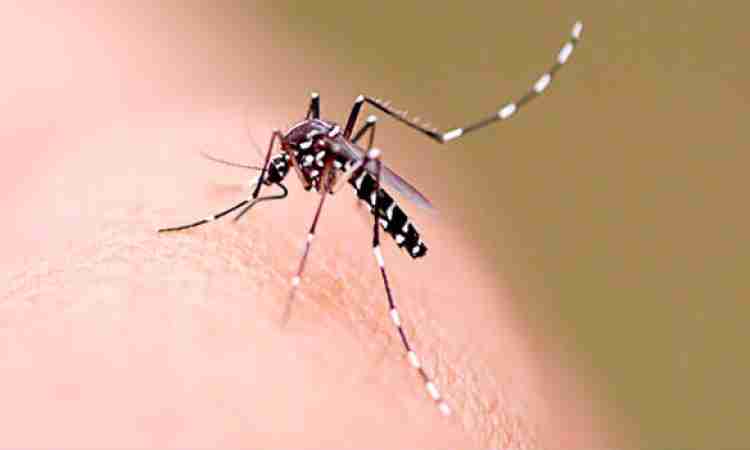 Ceará intensifica combate ao Aedes aegypti com campanha nacional de prevenção
