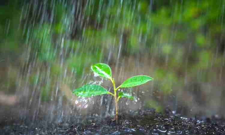 Início do inverno anima agricultores cearenses com previsão de chuvas isoladas nos próximos dias