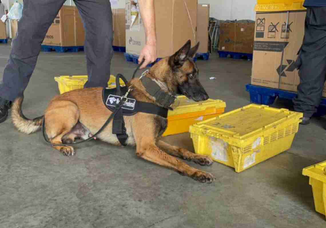 Cães farejadores da Receita Federal encontram de 6kg de drogas em encomendas no Aeroporto de Fortaleza