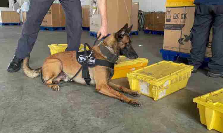 Cães farejadores da Receita Federal encontram de 6kg de drogas em encomendas no Aeroporto de Fortaleza