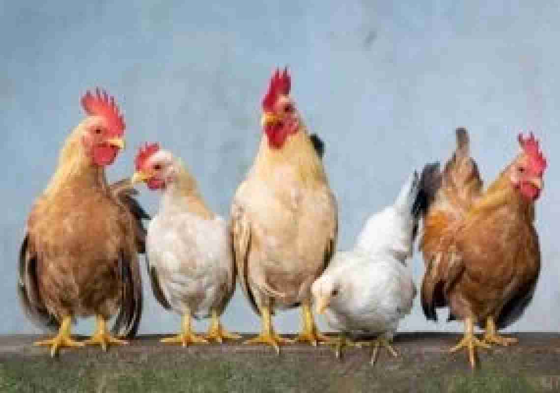 Gripe aviária em Quixeramobim: Ceará confirma primeiro foco em aves domésticas