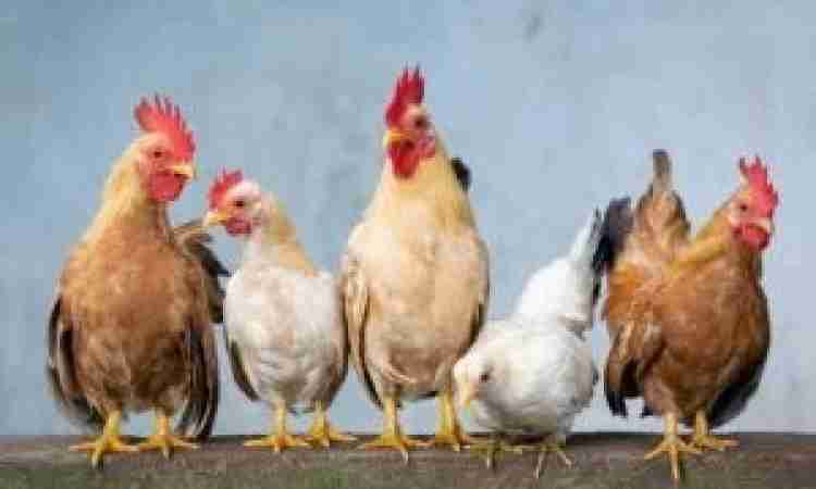 Gripe aviária em Quixeramobim: Ceará confirma primeiro foco em aves domésticas