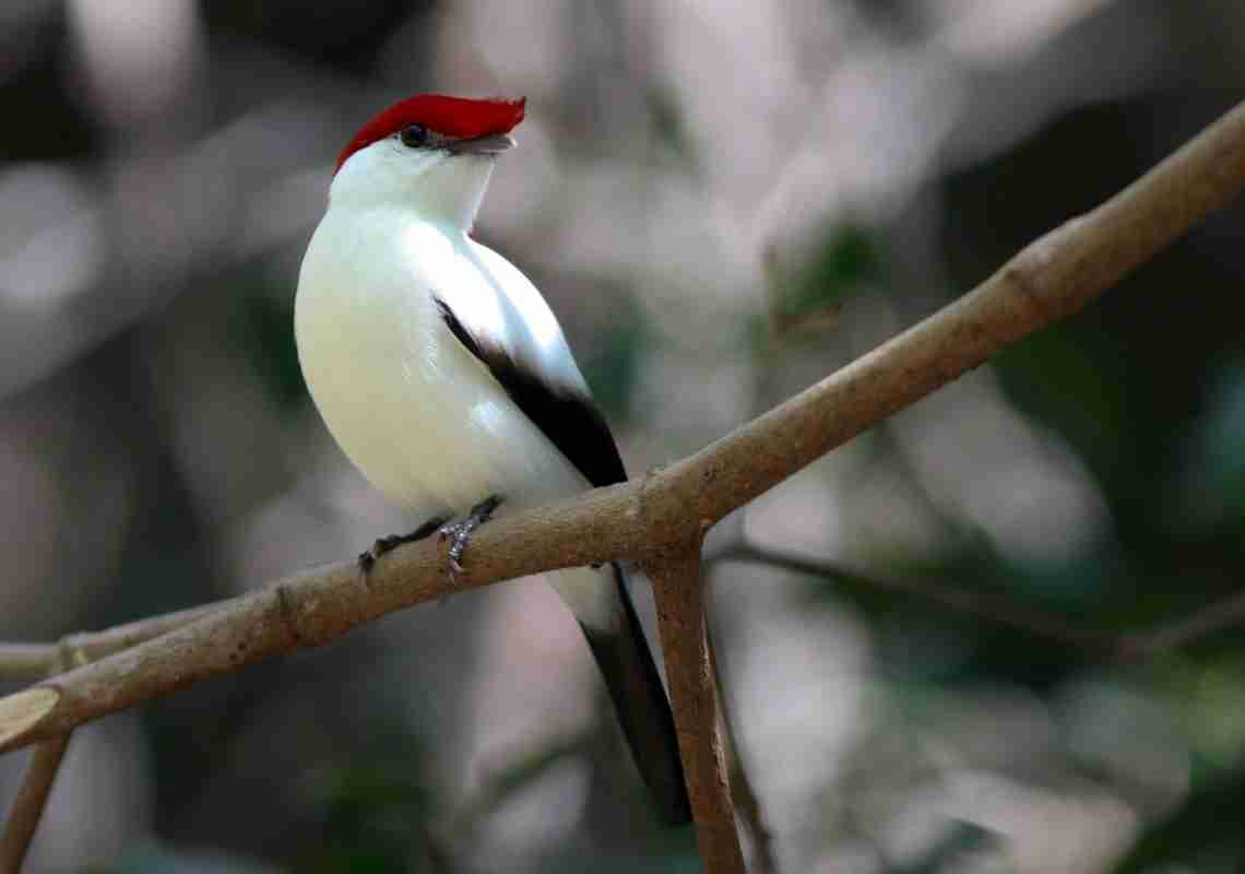 Justiça cobrada por proteção ao Soldadinho-do-Araripe no Crato