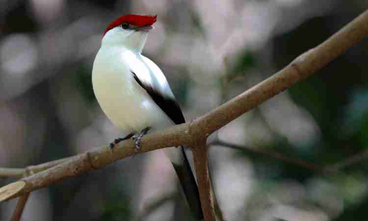 Justiça cobrada por proteção ao Soldadinho-do-Araripe no Crato